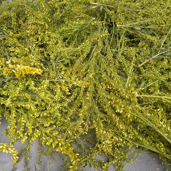 乾燥セイタカアワダチソウ | お茶/その他のお茶 産直アウル 農家から