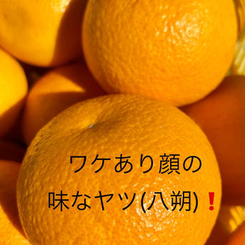 八朔(L中心・M混載)15kg【お買い得】 | 果物/オレンジ・その他みかん