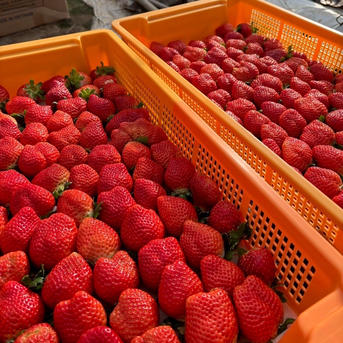 糖度15度オーバー】一万人が虜になった究極の匠の叡智『八女津姫