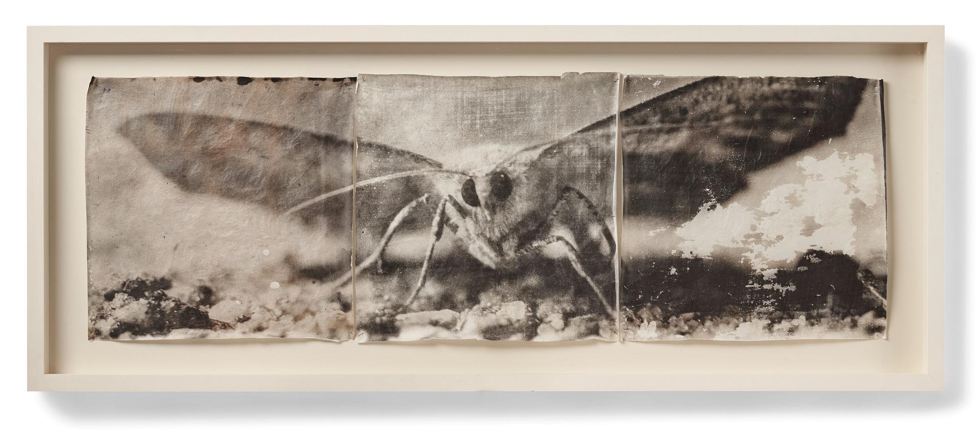 アート・デザイン・音楽 MIKE & DOUG STARN ATTRACTED TO LIGHT SET