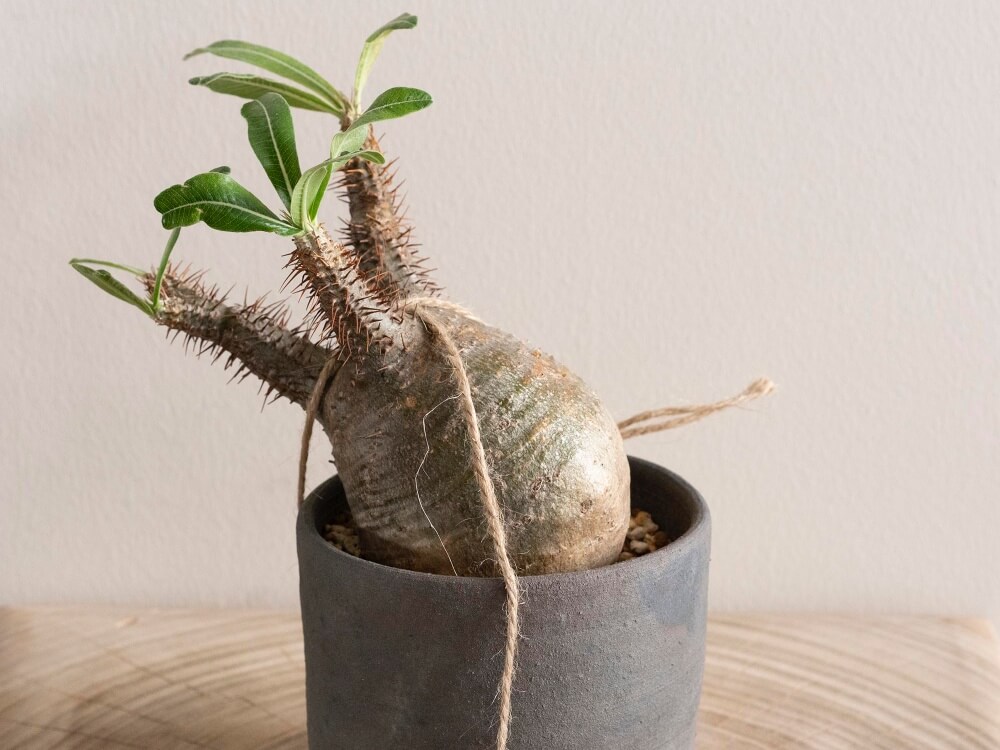 塊根植物(コーデックス)とは｜レアで人気の種類は？育て方のコツは