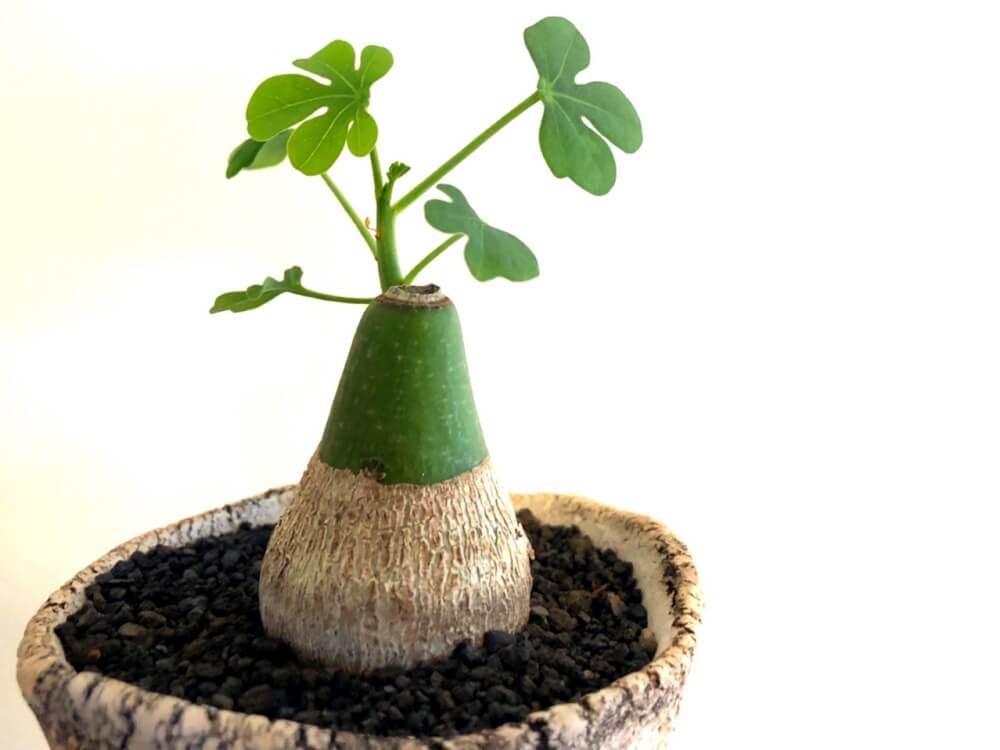 塊根植物(コーデックス)とは｜レアで人気の種類は？育て方のコツは