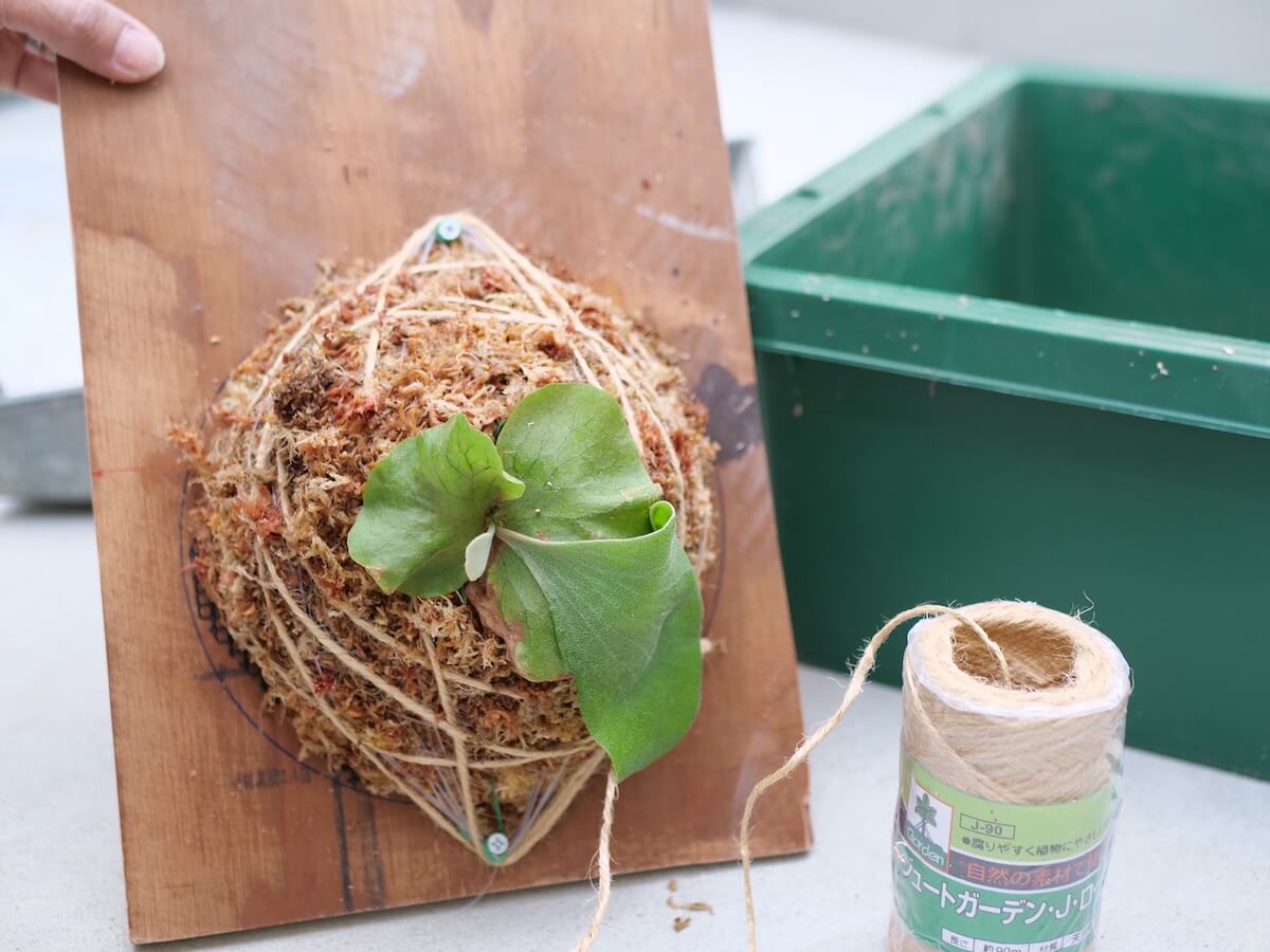 ビカクシダ(コウモリラン)の板付のやり方！水やりはどうやるの