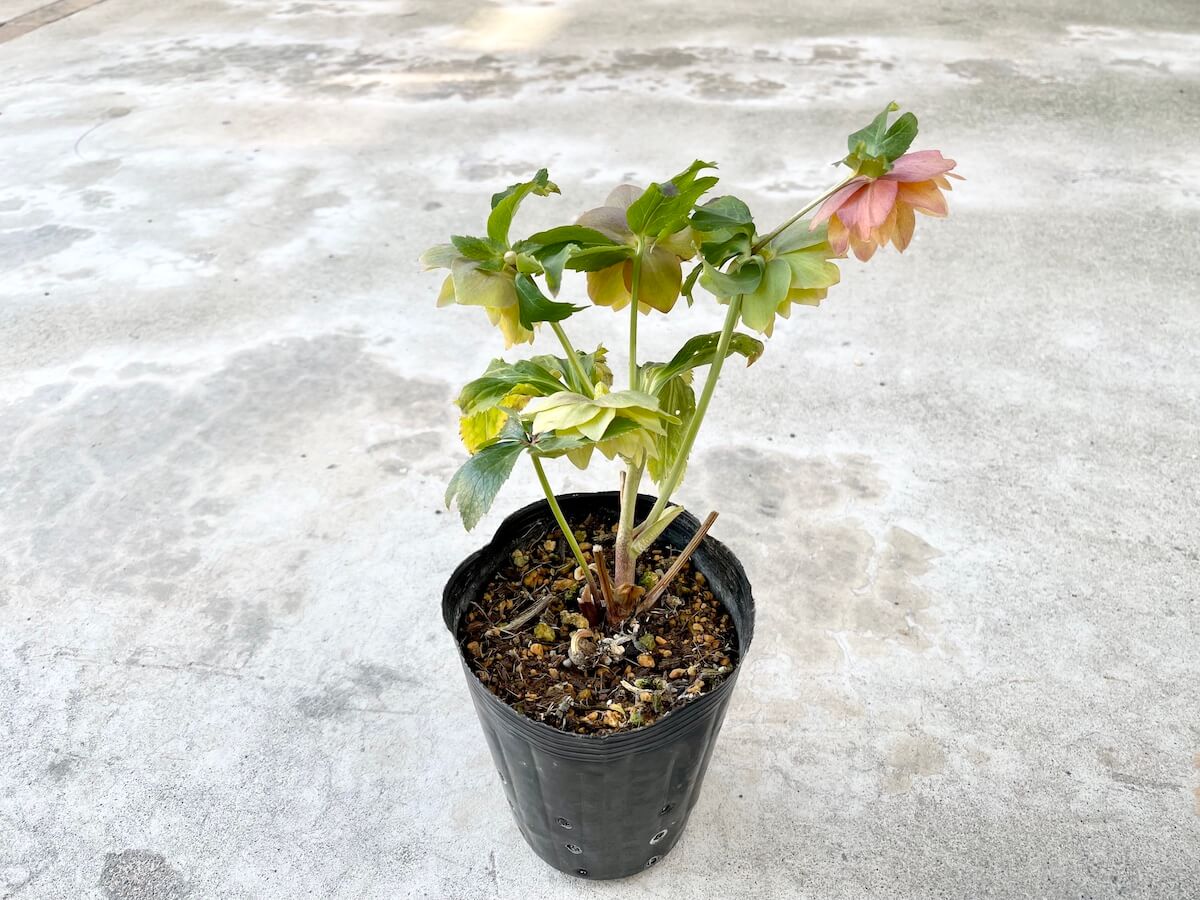 クリスマスローズの植え替え｜画像付きやり方解説！株分けもしよう