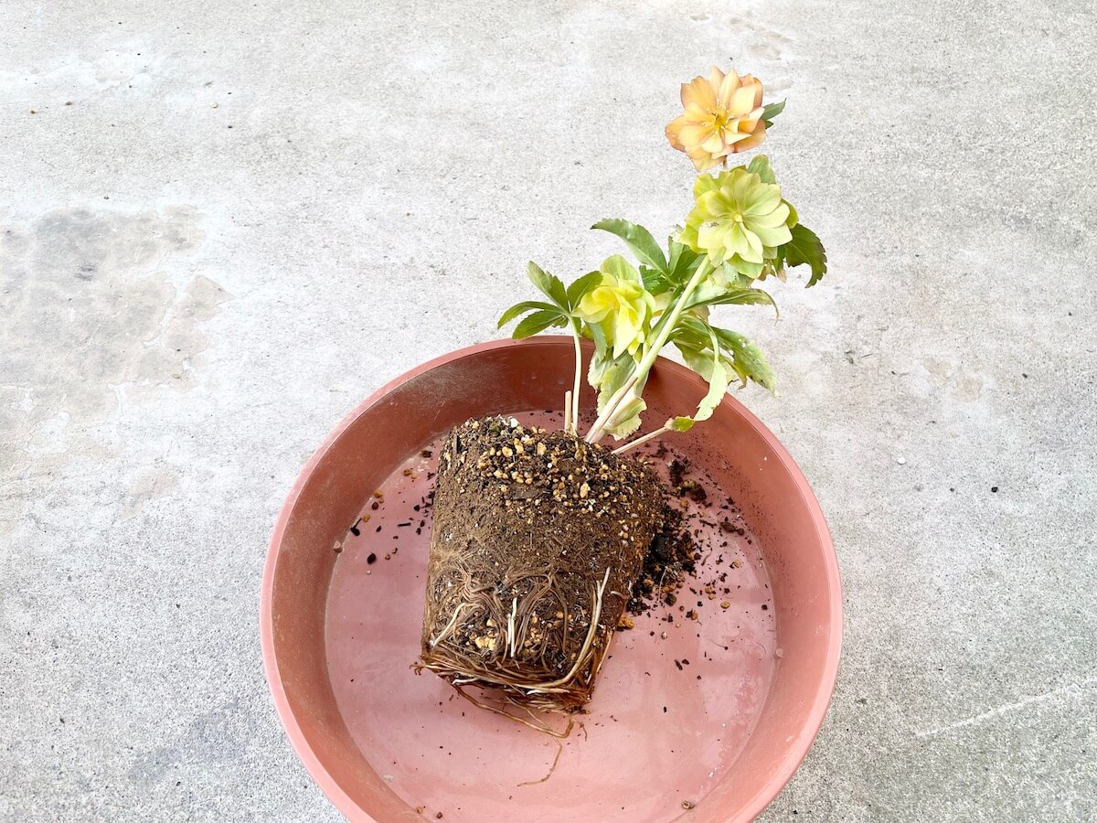 クリスマスローズの植え替え｜画像付きやり方解説！株分けもしよう