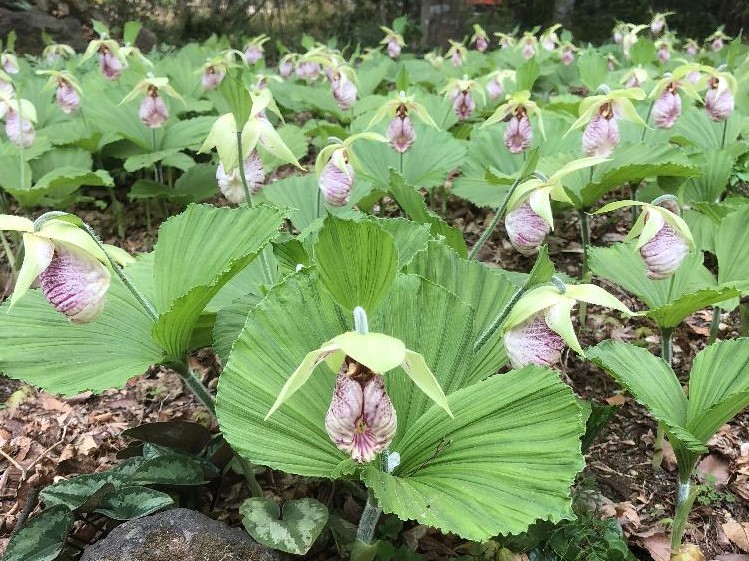 クマガイソウ(熊谷草)の育て方｜庭での植え付け場所や水やりの頻度は