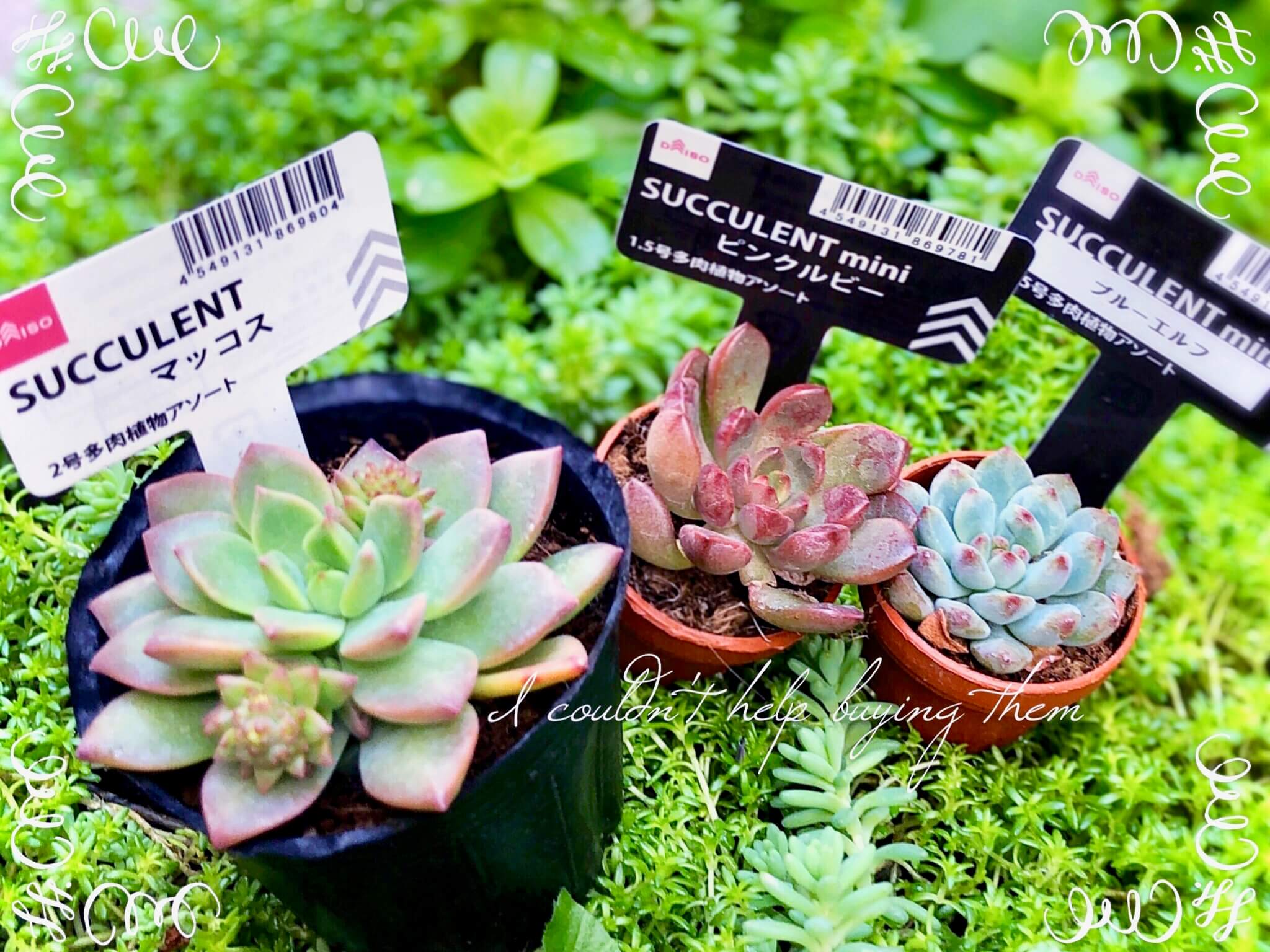 初心者注目！100円ショップで気軽に手に入る人気の多肉植物は