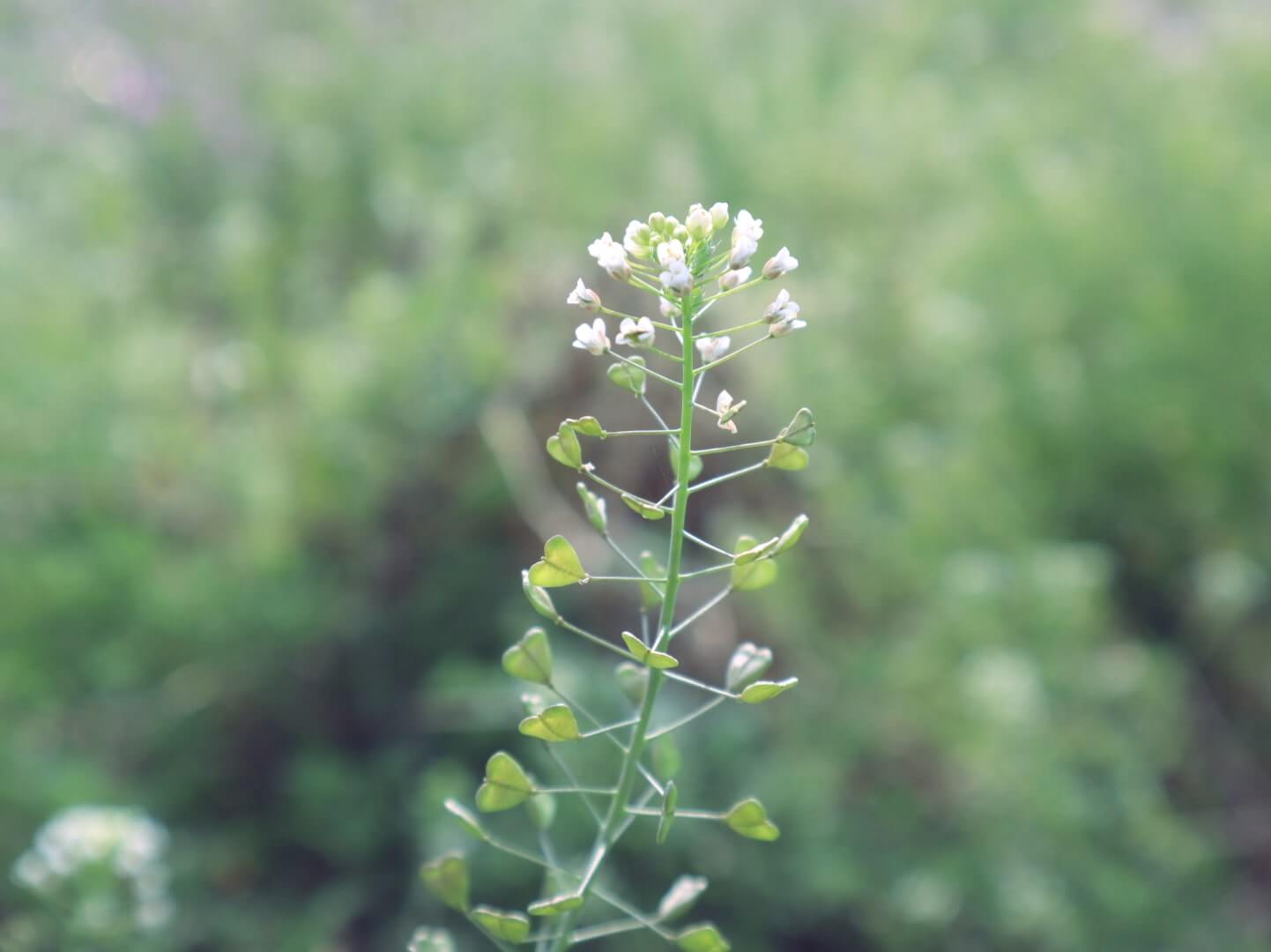ナズナ(ぺんぺん草)の育て方｜水やりの頻度は？増やし方は