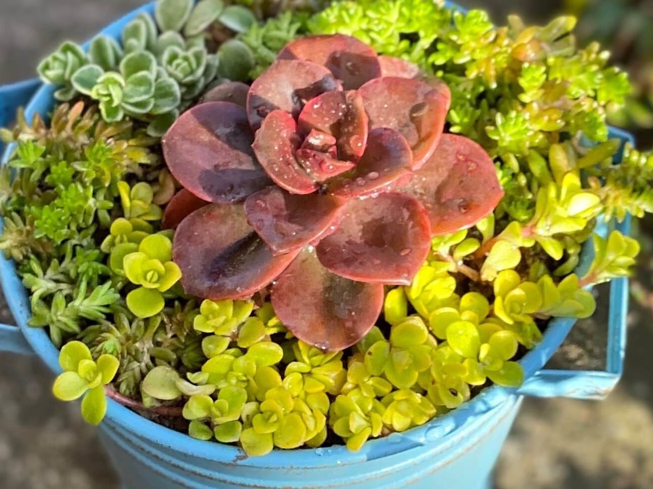 メラコの育て方｜ロゼット状の葉をもつ多肉植物！季節で変わる水やりと