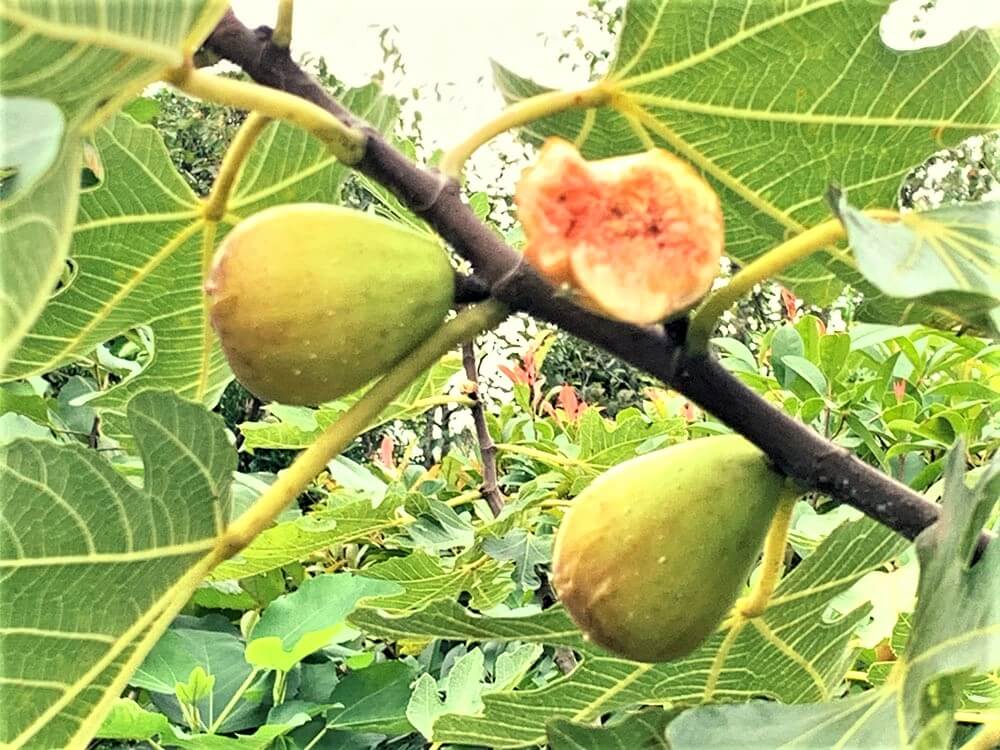 専用】イチジク 穂木 【公式通販】