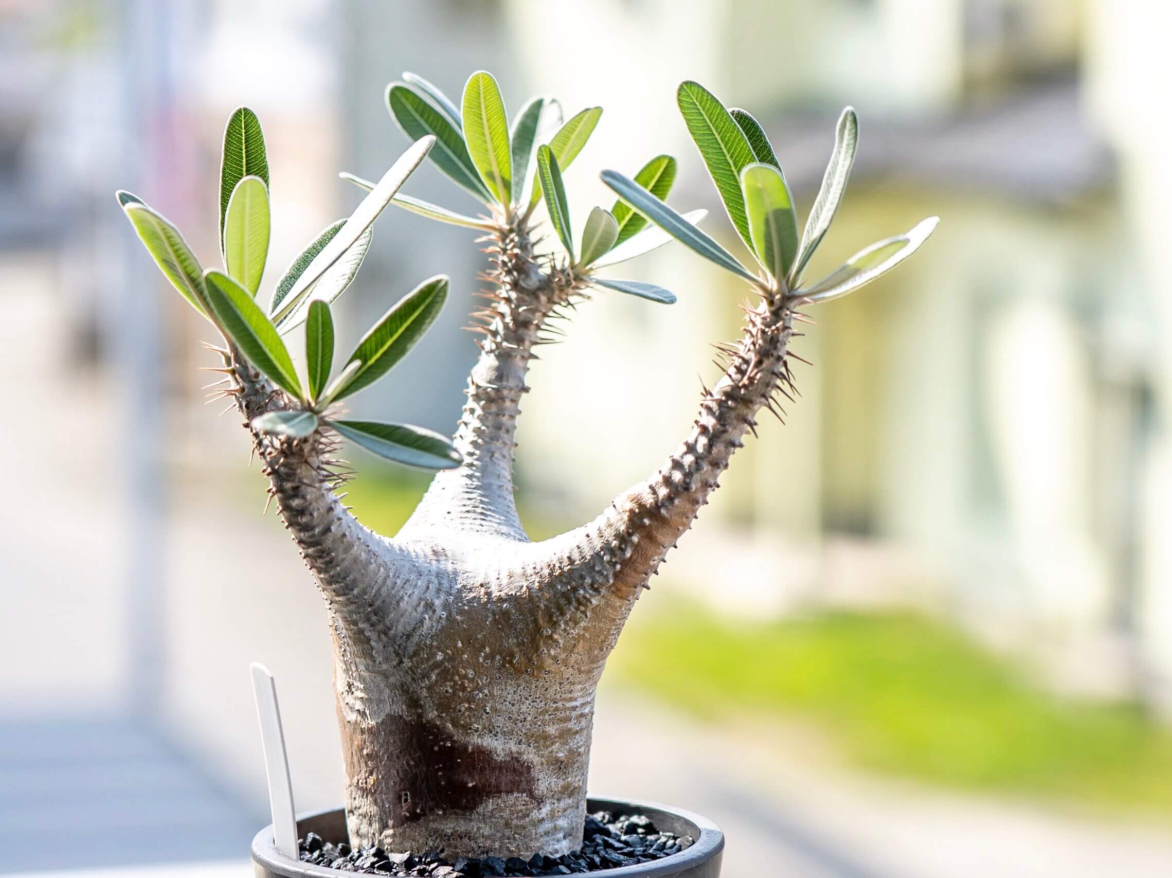 パキポディウム・カクチペスの育て方｜赤い肌をもつパキポディウム