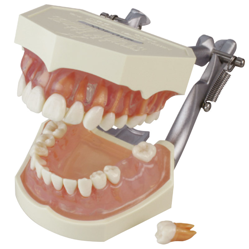 複製歯牙着脱顎模型 PE-ANA009の通販 | Ciモール | Ciモール