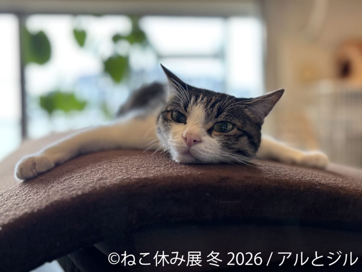 猫の日限定イベント＆ワークショップも】人気イベント「ねこ休み展 冬