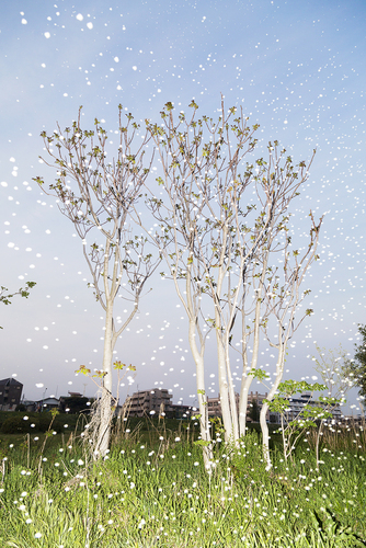 Yoshinori MIZUTANI - 水谷吉法 | shashasha - Photography & art in books