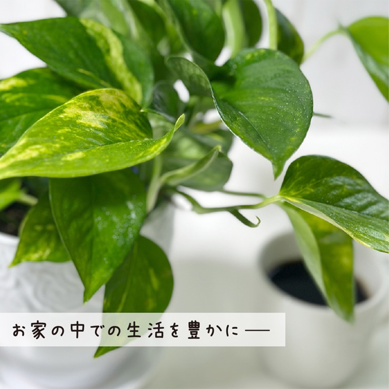 ポトス グリーン 白薔薇陶器鉢 ピンク石付 5号｜郵便局のネットショップ