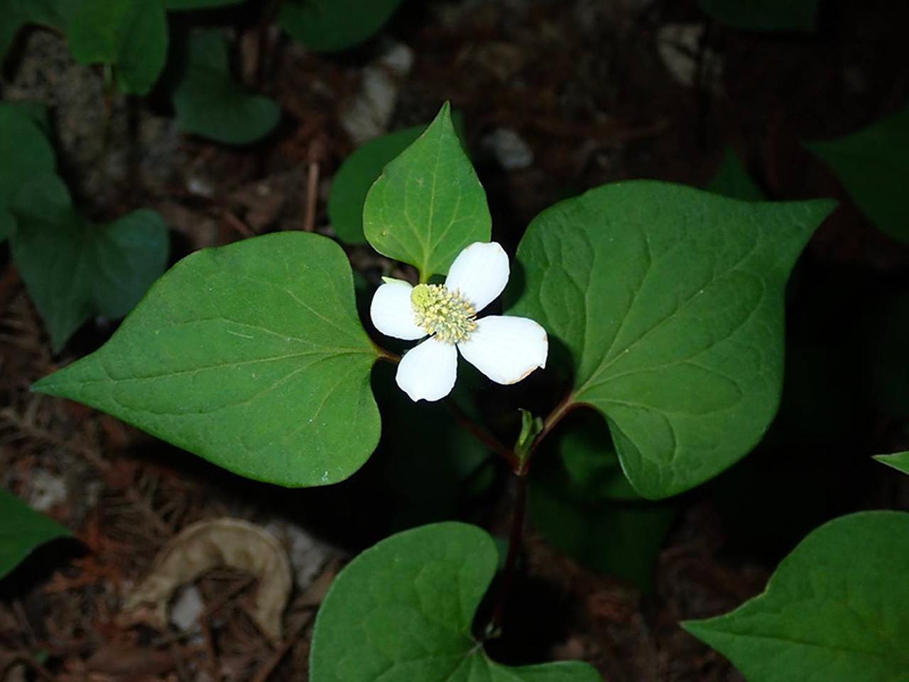 ドクダミ」のお話。日本を代表する、身近で“有能な”ハーブ／野草研究家