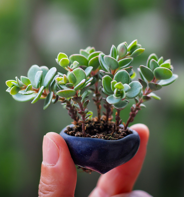 ちいさな豆盆栽鉢で楽しむ“かわいいみどり”のある暮らし。花も紅葉も