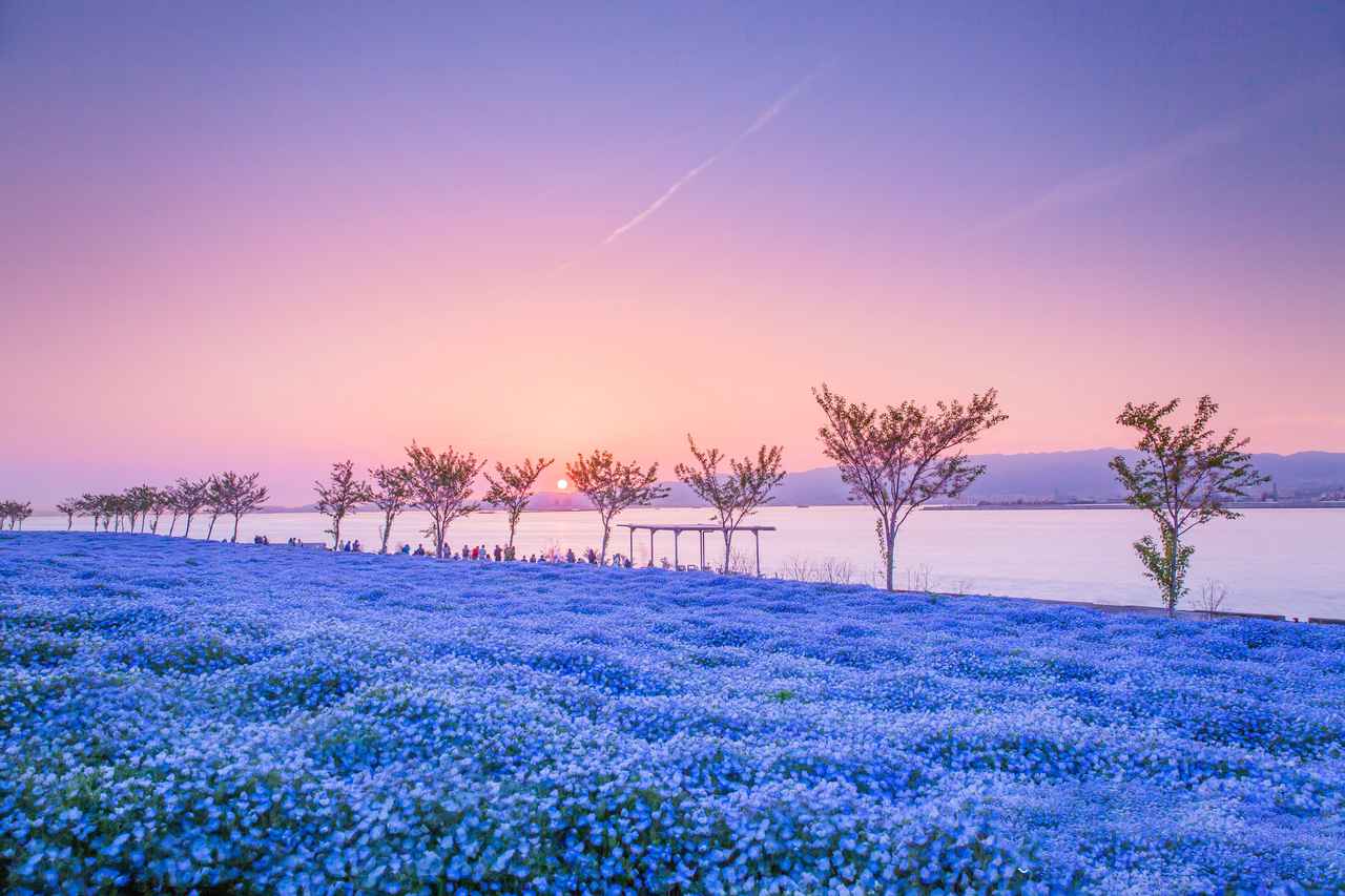 春限定！“花の絨毯”で美しさに磨きがかかる、絶景スポット4選 - OnTrip JAL