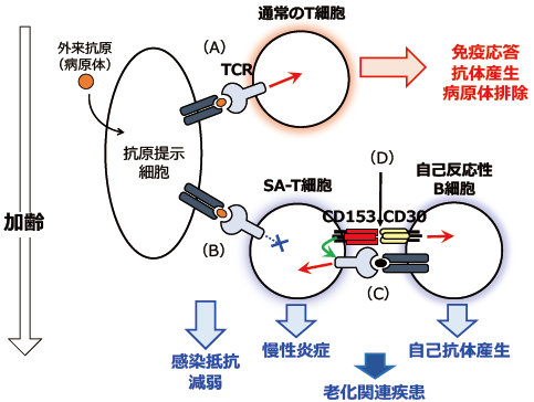 老化関連T細胞が慢性炎症や自己抗体産生を引き起こすメカニズムを解明