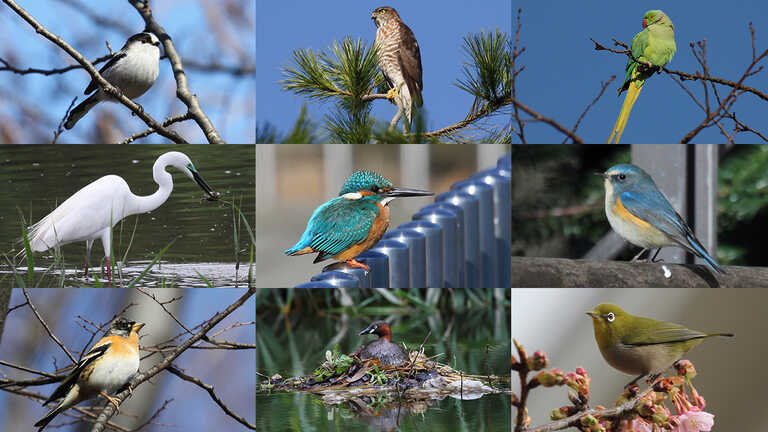 中村忠昌 | 【連載】バードウォッチング入門#1 鳥が、もっと好きになる