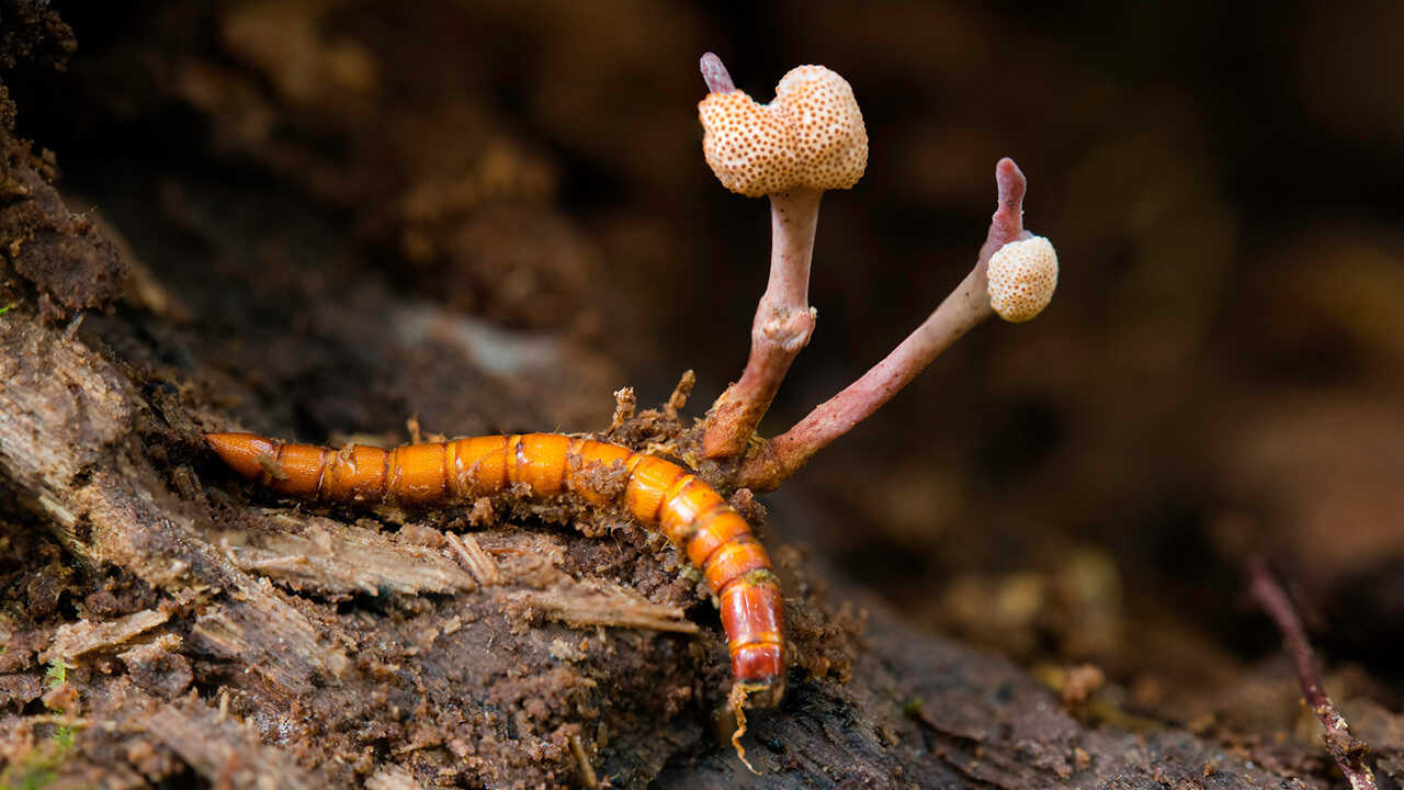 新井文彦 | 不思議なきのこ「冬虫夏草」の生態を探ろう！ | WILD MIND