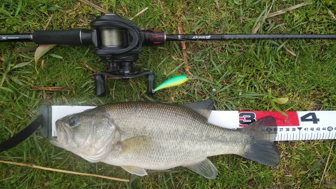 SHIMANO 20ゾディアス 168L-BFS/2の最安値・インプレ・釣果 | 本音の