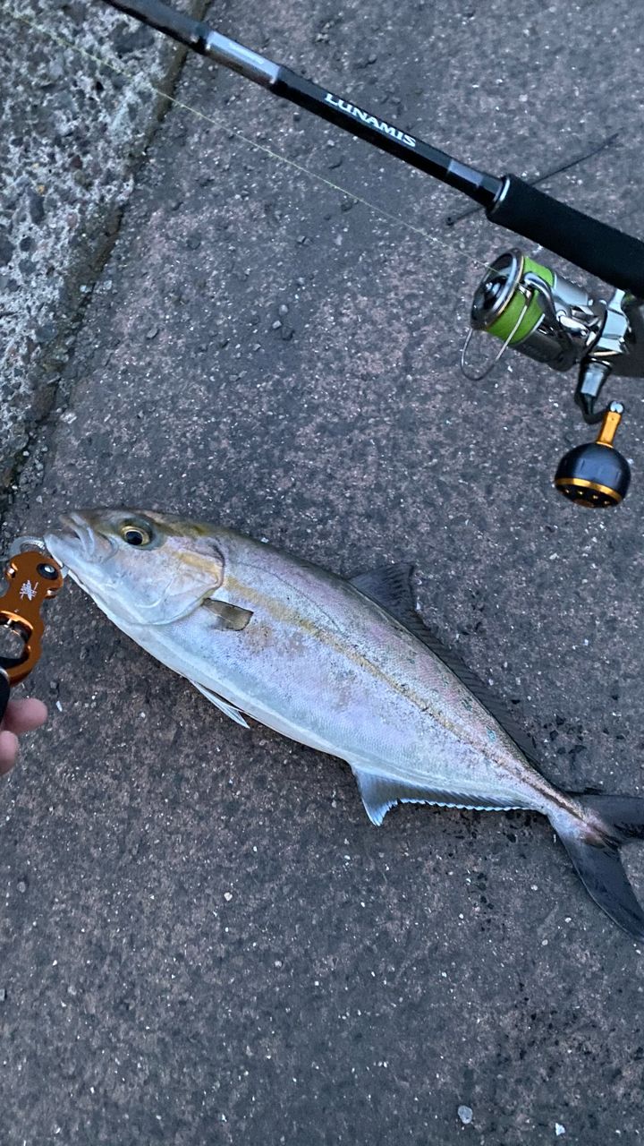 SHIMANO 20ルナミス S96MLの最安値・インプレ・釣果 | 本音の口コミが