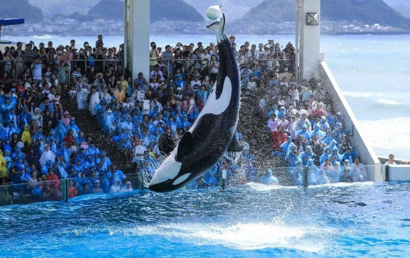入園料金が半額！ 鴨川シーワールドで開業記念日の特別イベント | いこ