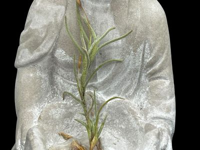 Tillandsia capillaris Type 4 - Miniature!
