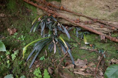Haplopteris heterophylla C.W.Chen, Y.H.Chang & Yea C.Liu | Plants