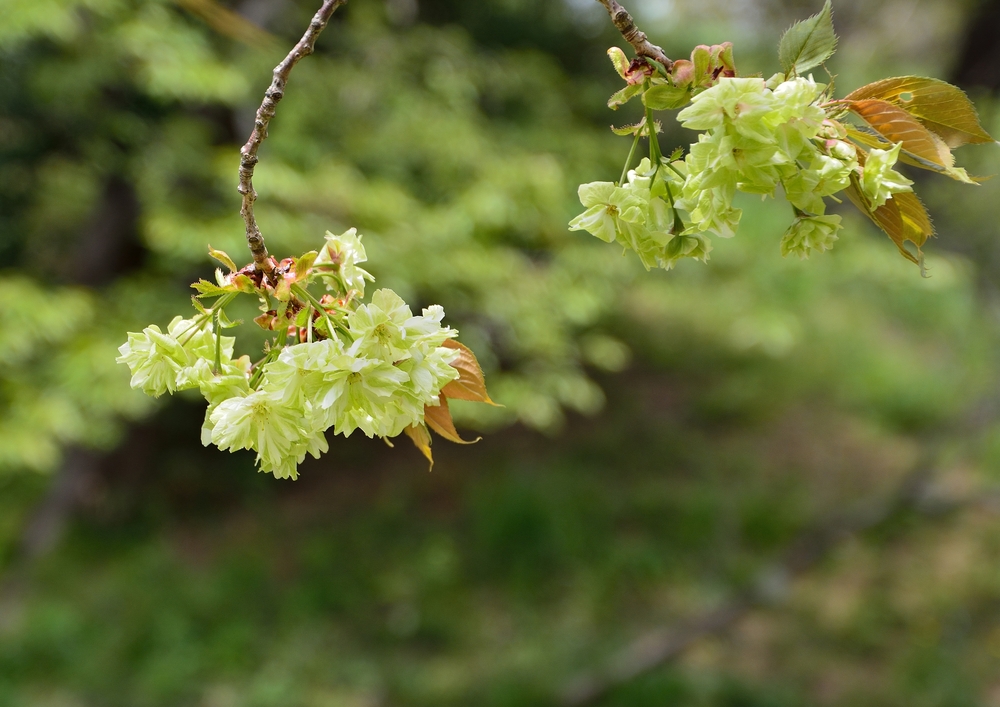 希少な緑の桜】 御衣黄桜(ギョイコウザクラ)とは？花言葉や育て方は