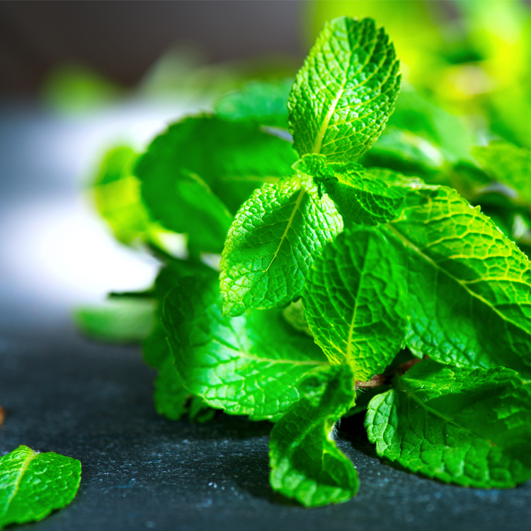 PEPPERMINT [ペパーミント]