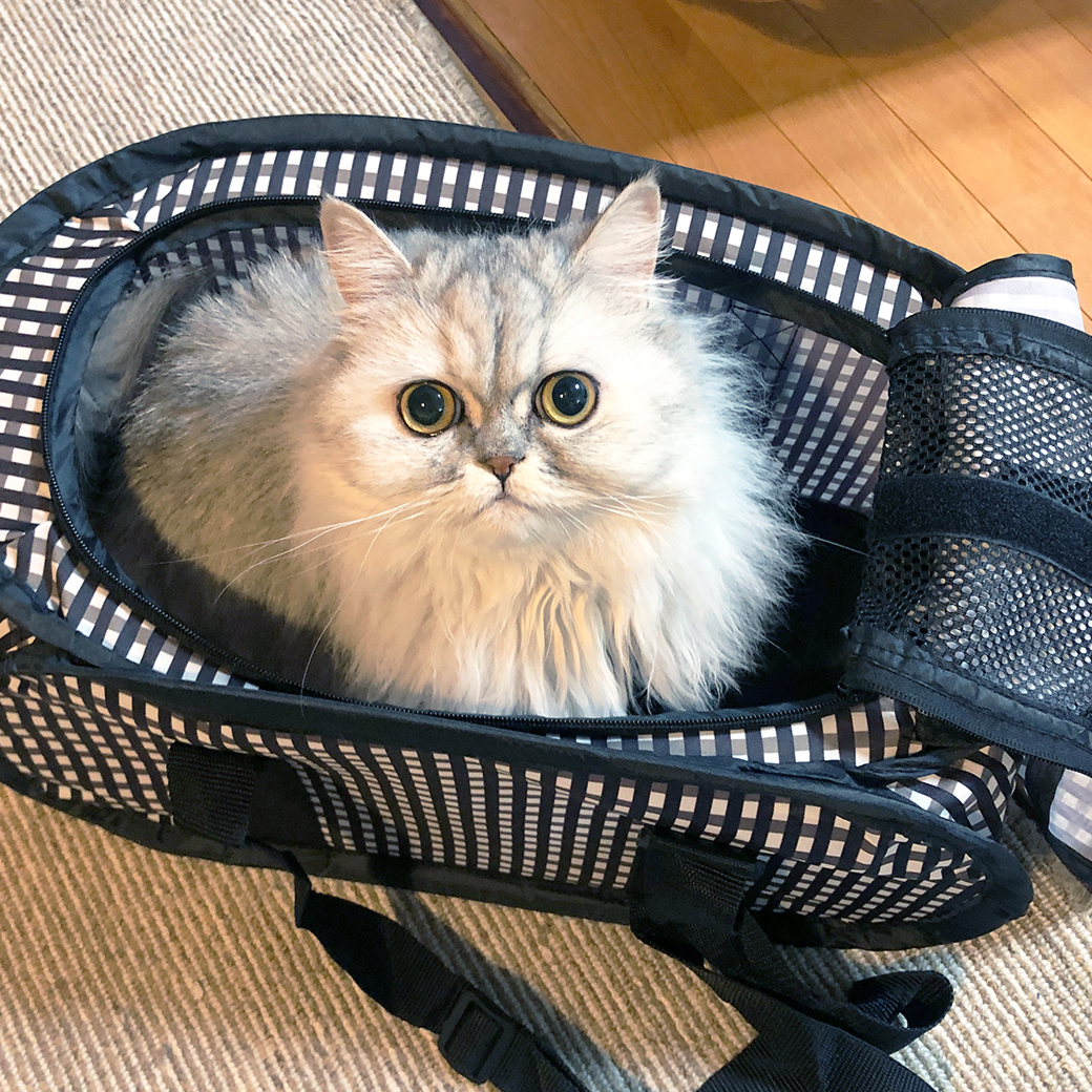 ポータブルキャリー｜猫壱公式オンラインストア