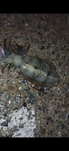 神奈川県で釣れたアオリイカの釣り・釣果情報 - アングラーズ | 釣果