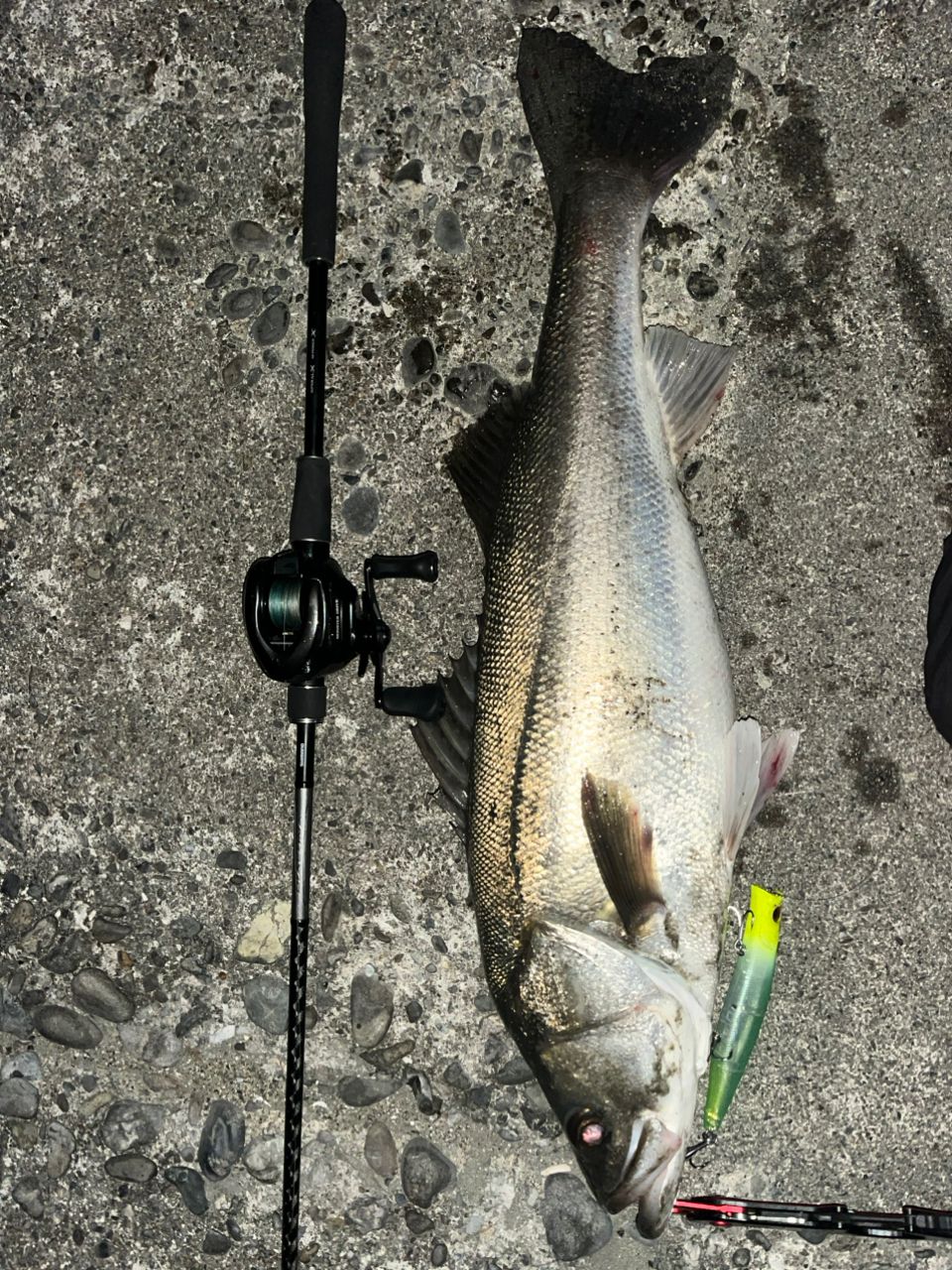 SHIMANO 18ディアルーナ B96Mの最安値・インプレ・釣果 | 本音の口コミ