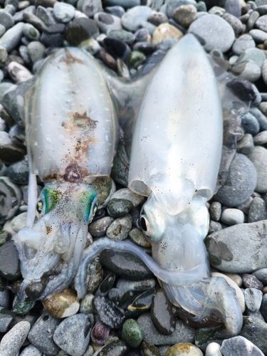 神奈川県で釣れたアオリイカの釣り・釣果情報 - アングラーズ | 釣果