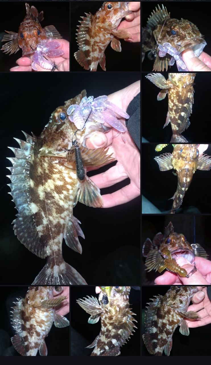 SHIMANO 18ディアルーナ S100MHの最安値・インプレ・釣果 | 本音の