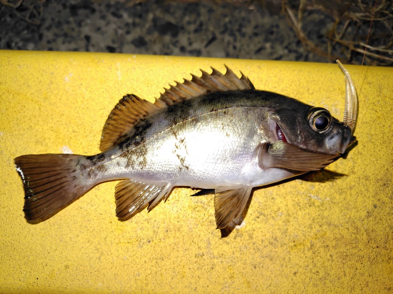 SHIMANO 21ソアレXR S64UL+-Sの最安値・インプレ・釣果 | 本音の口コミ