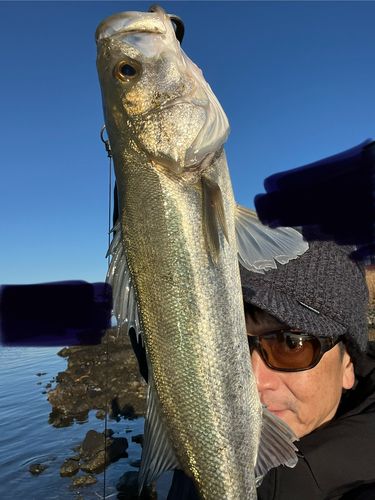 ブルーブルー(BlueBlue) ナレージ65(ナレージ65) - アングラーズ