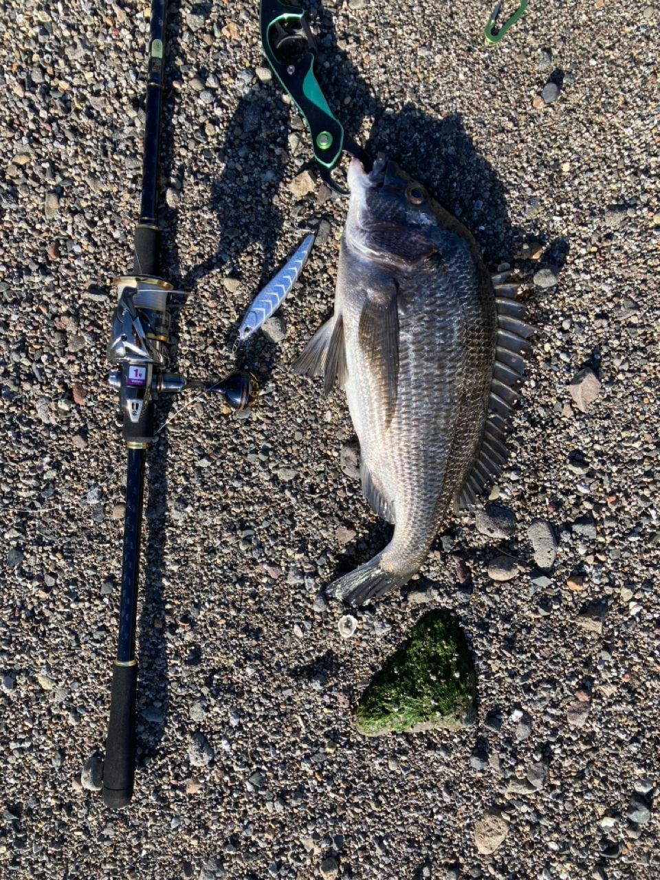 SHIMANO ネッサ BB S1008MMHの最安値・インプレ・釣果 | 本音の口コミ