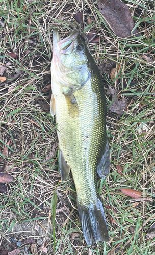 山梨県で釣れたブラックバスの釣り・釣果情報 - アングラーズ | 釣果