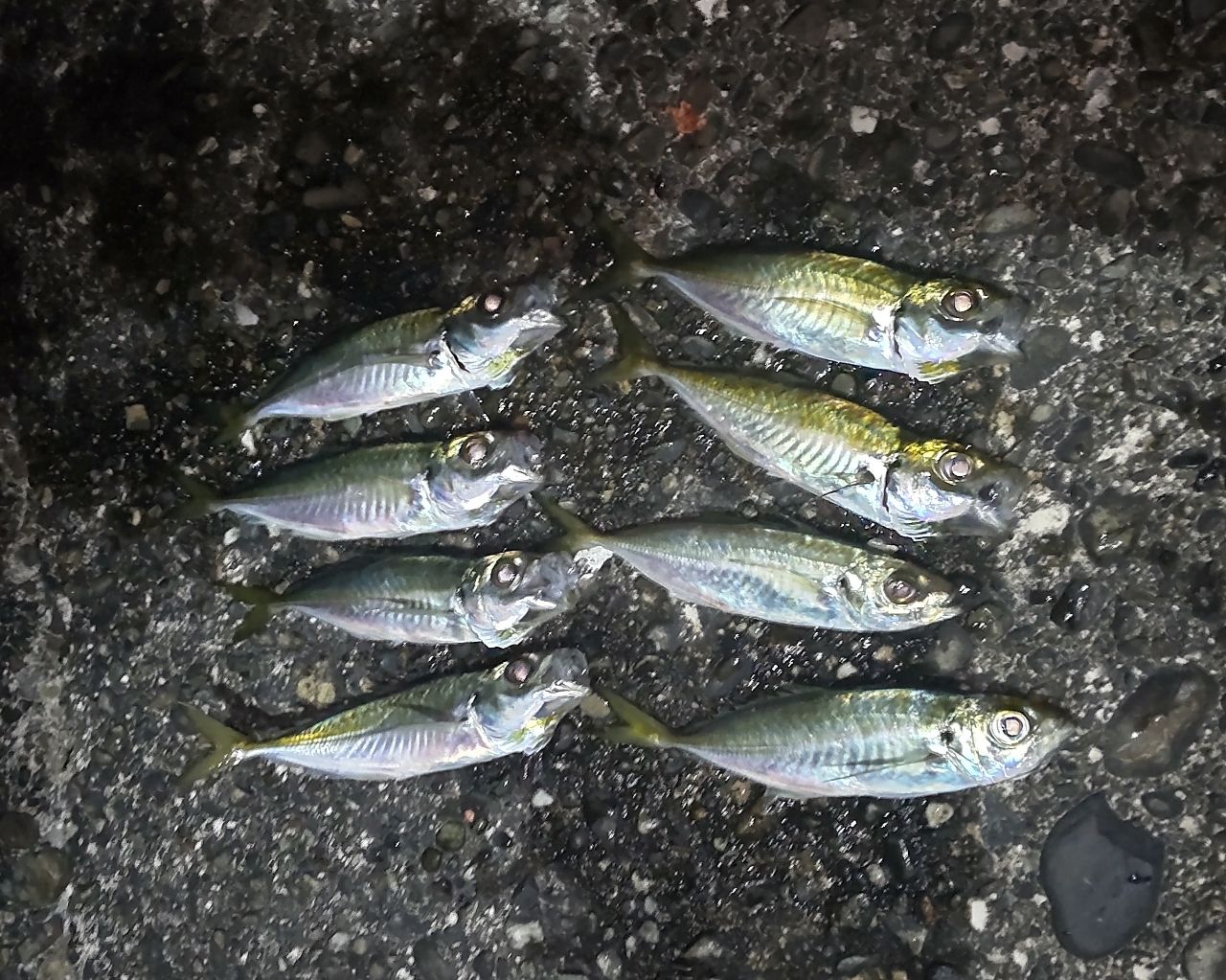 SHIMANO 19ソアレ BB アジング S610L-Sの最安値・インプレ・釣果