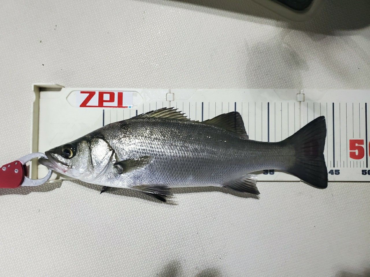 Megabass 空海 ガルフ CKG-53LSの最安値・インプレ・釣果 | 本音の