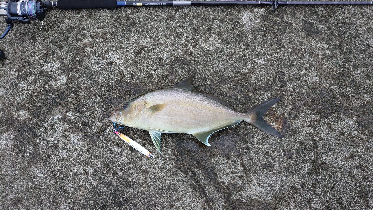 SHIMANO 21グラップラー タイプC（3ピースモデル） S80M-3の最安値