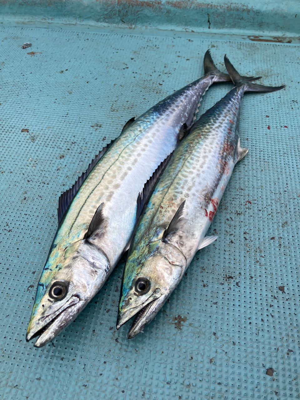 SHIMANO 22オシアプラッガー フレックスドライブ S76MLの最安値