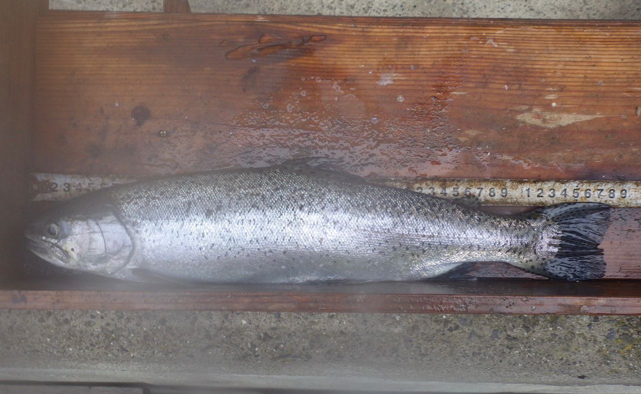 DAIWA 19プレッソ ST 56UL-Sの最安値・インプレ・釣果 | 本音の口コミ