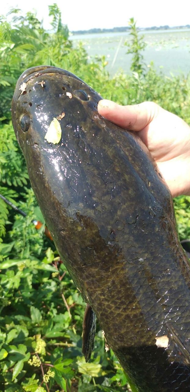 DAIWA 16ブラックレーベル XP 81SHの最安値・インプレ・釣果 | 本音の