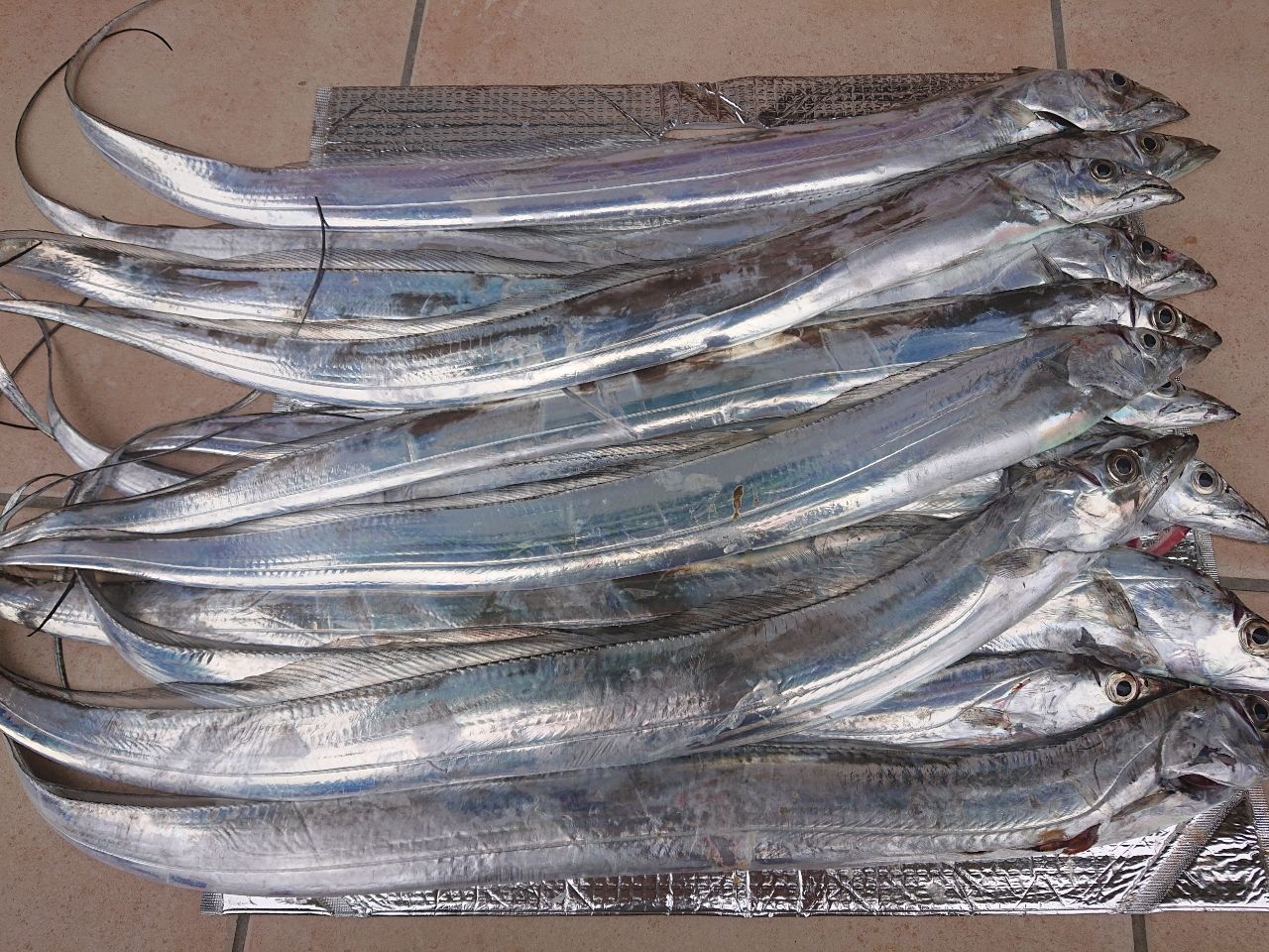 DAIWA 19メタリア タチウオ テンヤ SP 73-195の最安値・インプレ・釣果