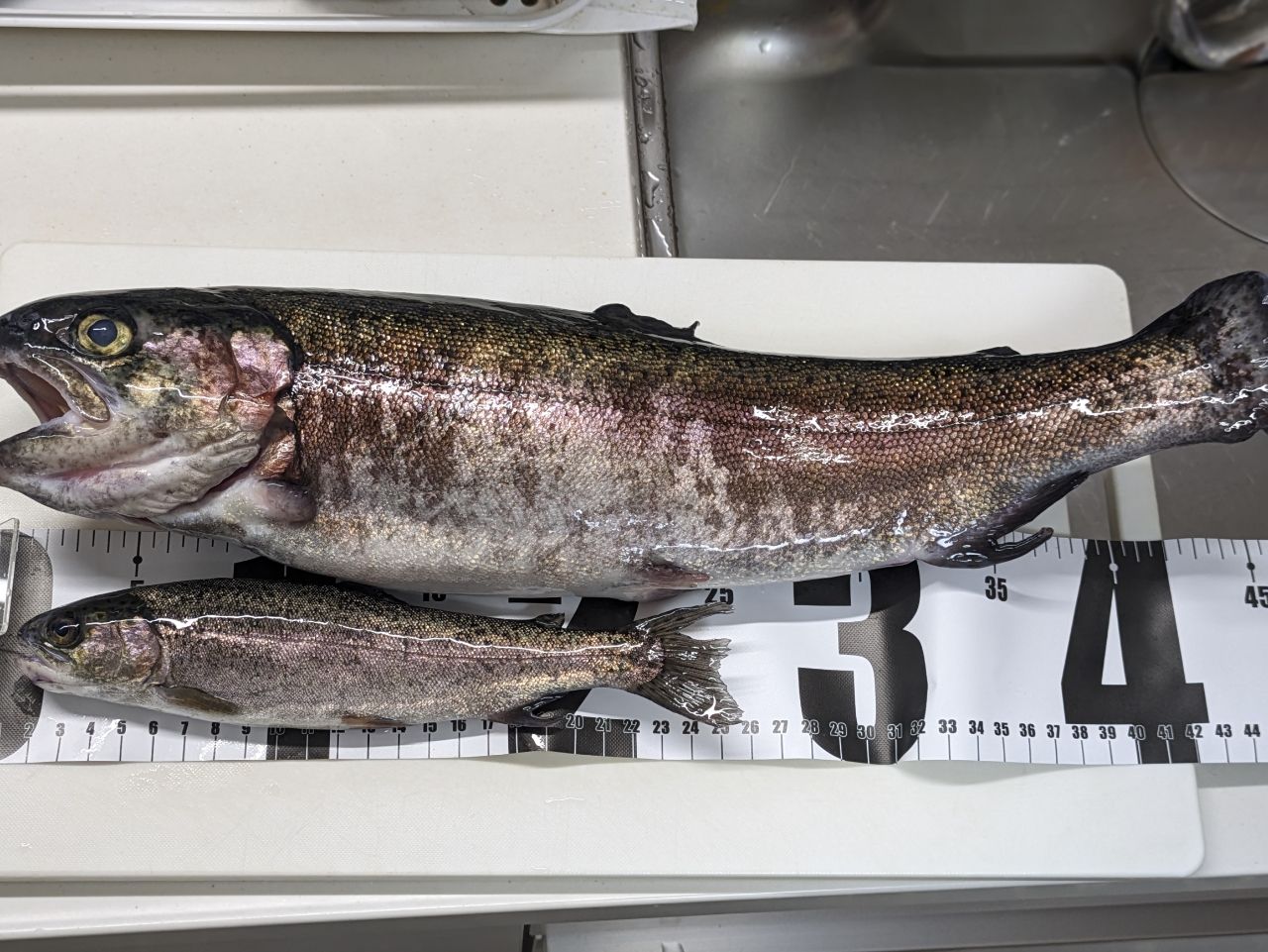 SHIMANO 21カーディフAX S62XUL-Fの最安値・インプレ・釣果 | 本音の