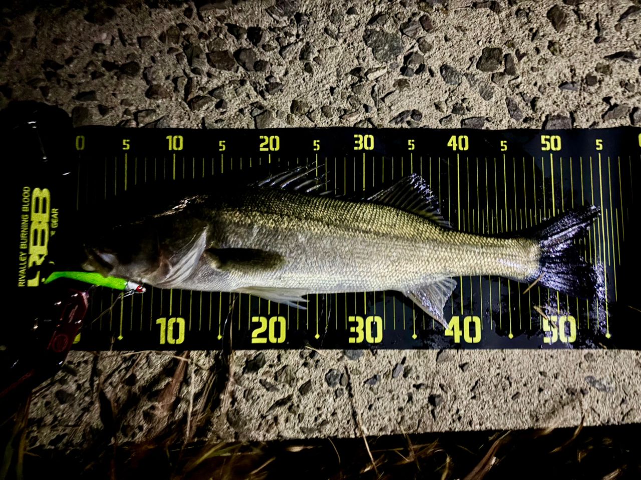 APIA グランデージ スタンダード C88Mの最安値・インプレ・釣果 | 本音